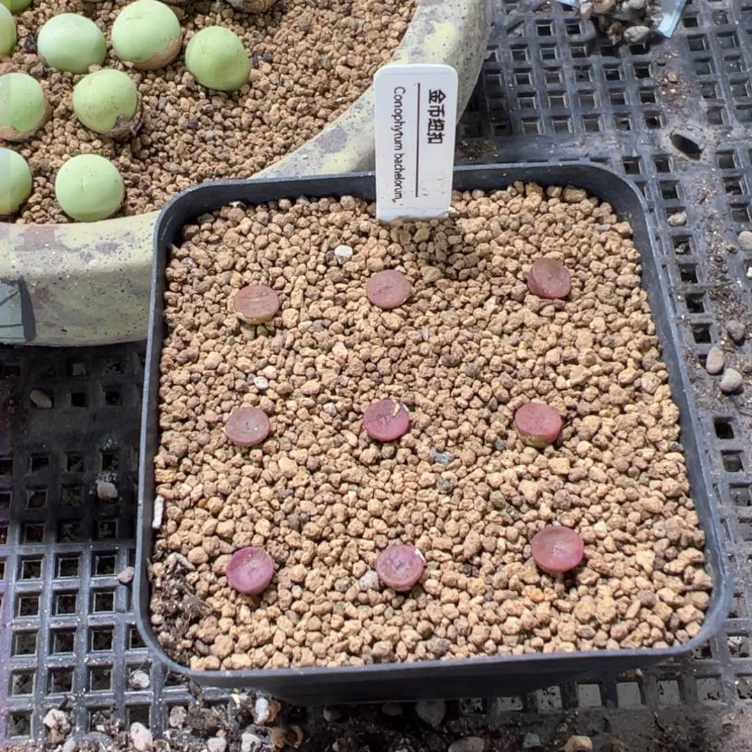 量拍金币纽扣一颗。多肉