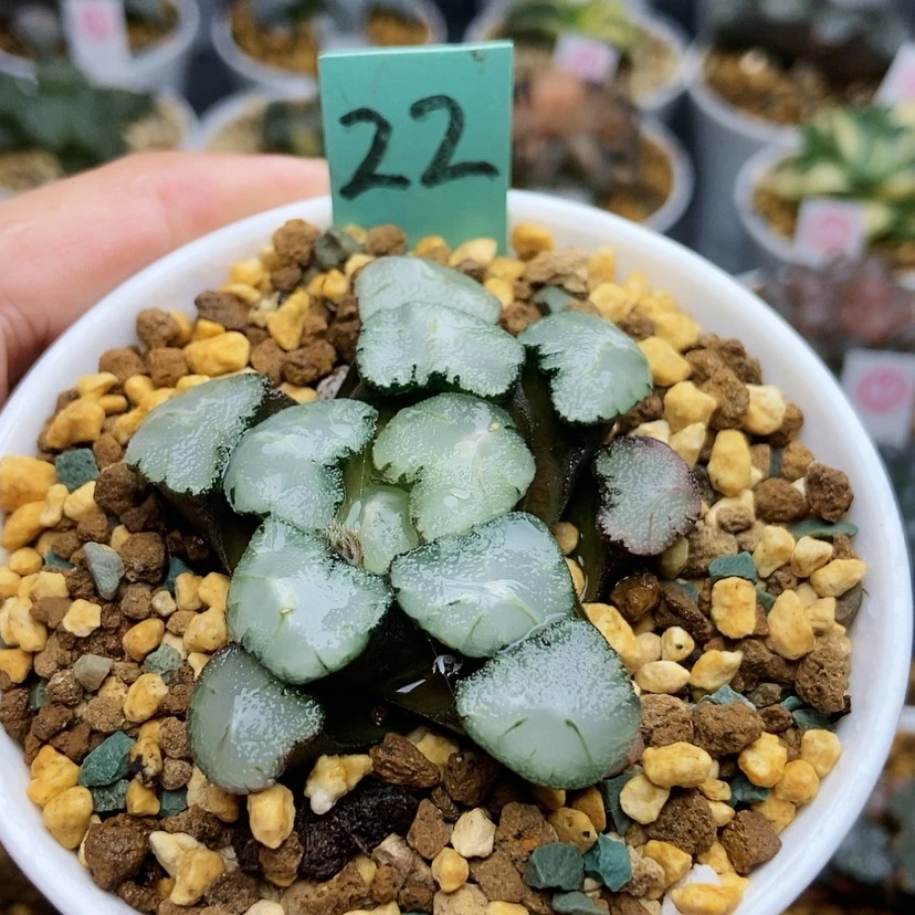 【闪购商品】冷*熙22天照万象