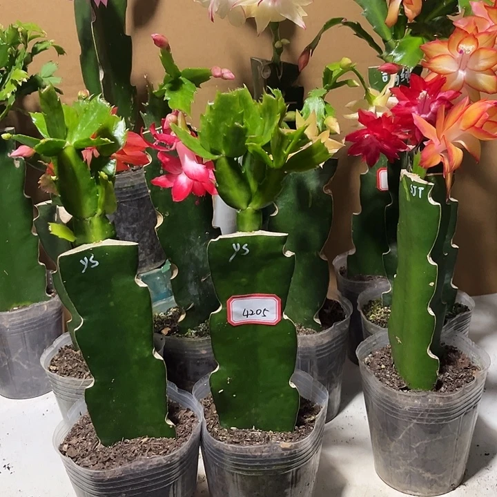 大***7当前无花朵，栽培后可花朵雅思