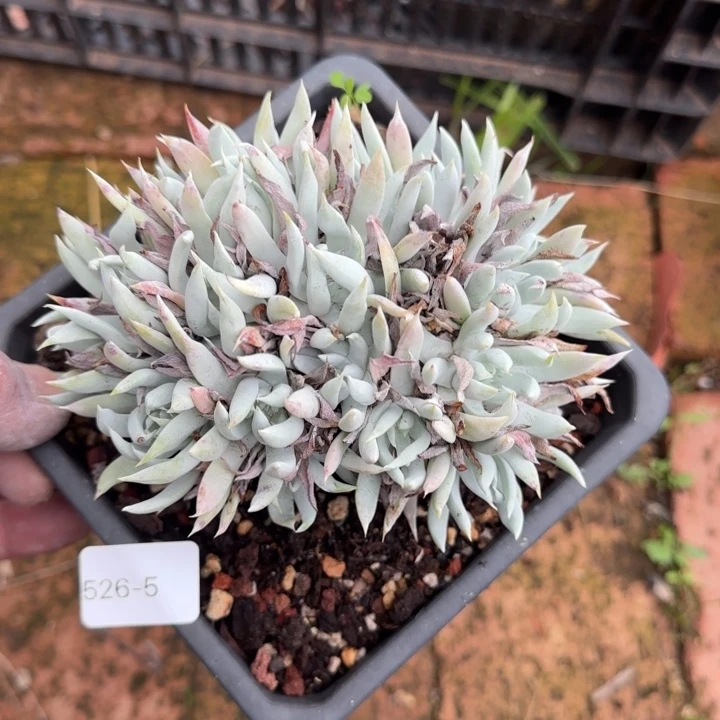 5号丸叶奴婢福利