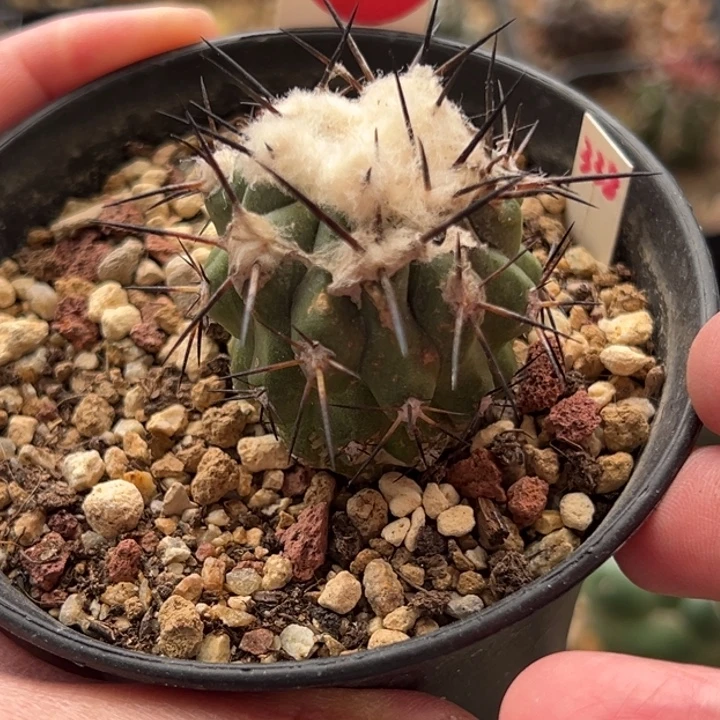 萝卜根雪顶黑王丸3.7cm侧面有斑