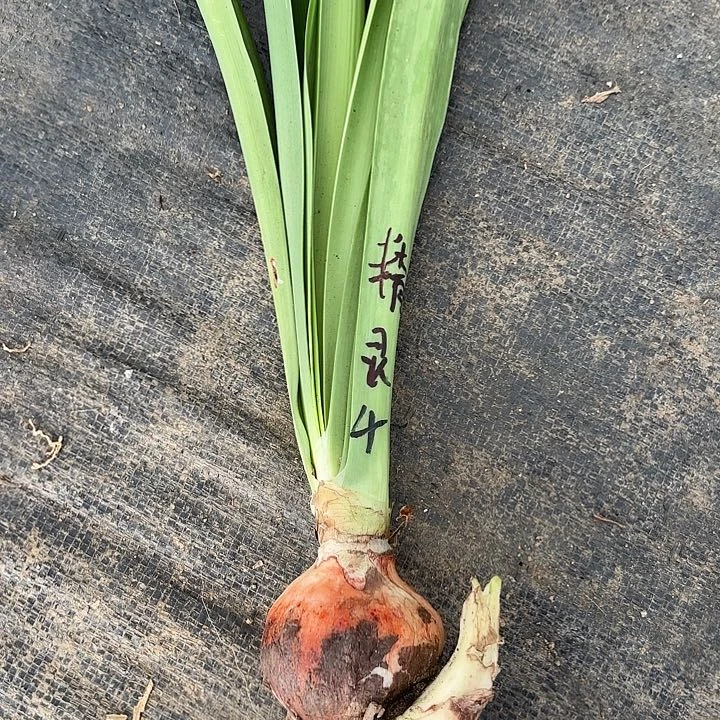 无花朵精灵福利四号