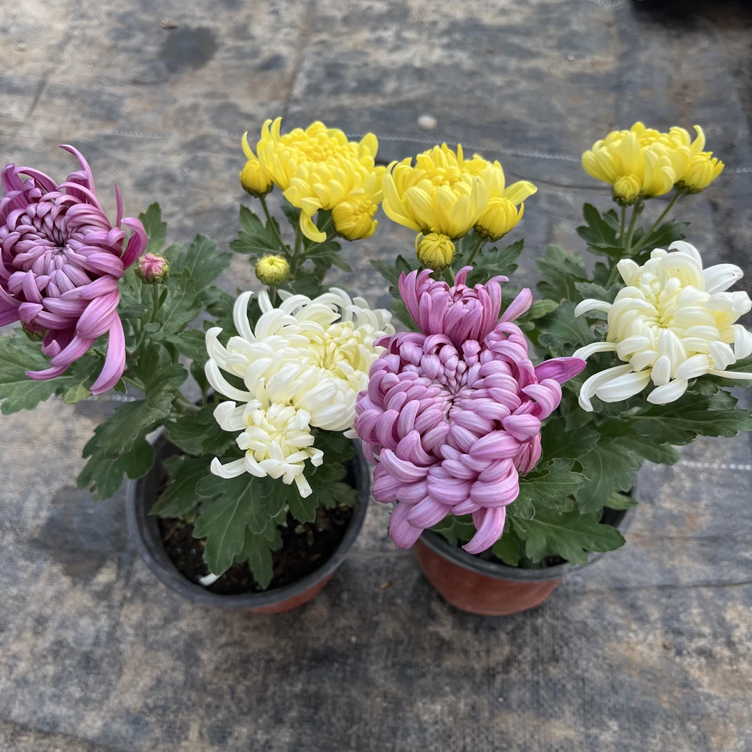 【太空菊】 精品带花苞室内室外庭院花期长（换盆不售后）