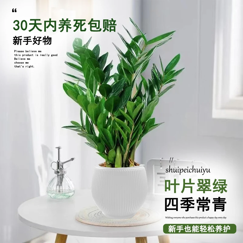 白色宝塔盆金钱树40-50cm钱串子绿植室内客厅盆栽耐旱植物常青