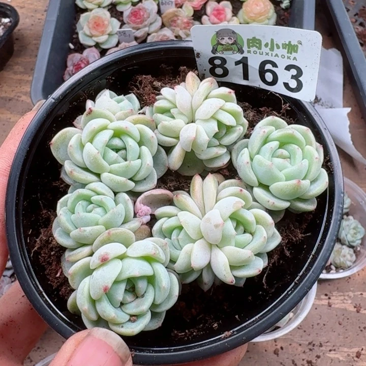 多肉植物多肉植物