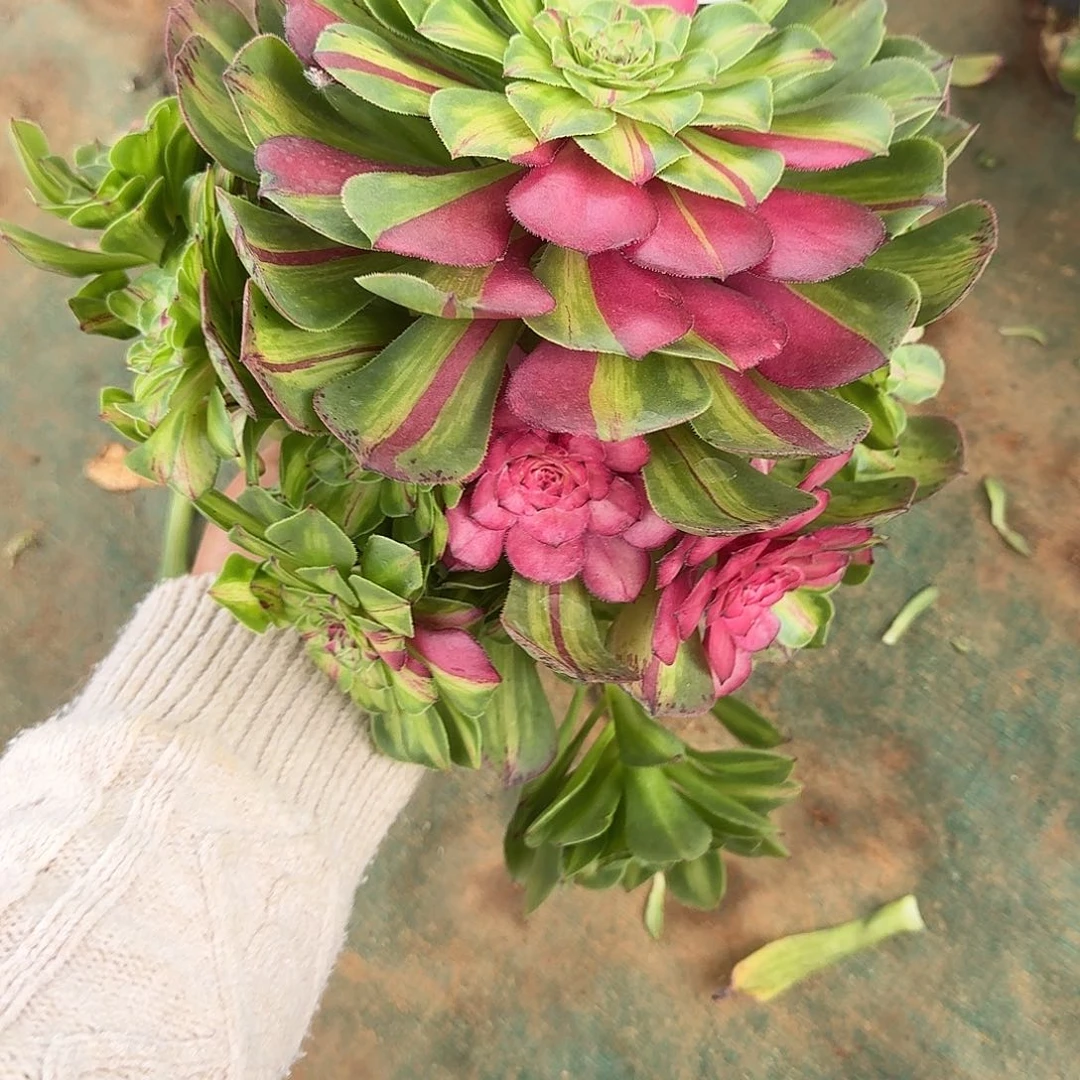 480 知否捧花多肉植物无根