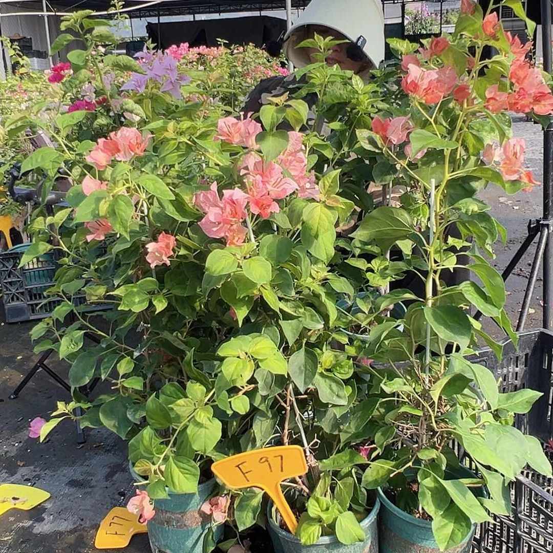 当前无花栽培后可以开花F97随机一颗