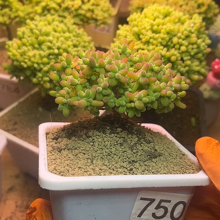 无花朵750蜜桔糖球