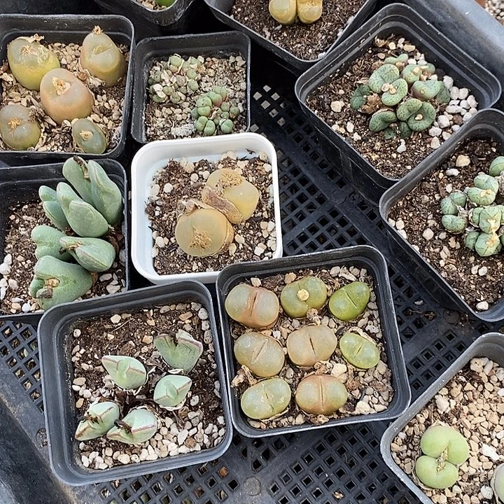 2179组合福利一筐。