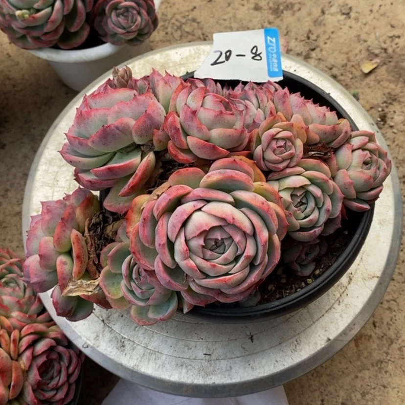 【闪购商品】-****?多肉植物的