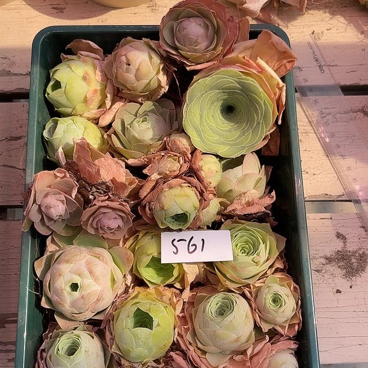 山地玫瑰561号，一物一拍15颗