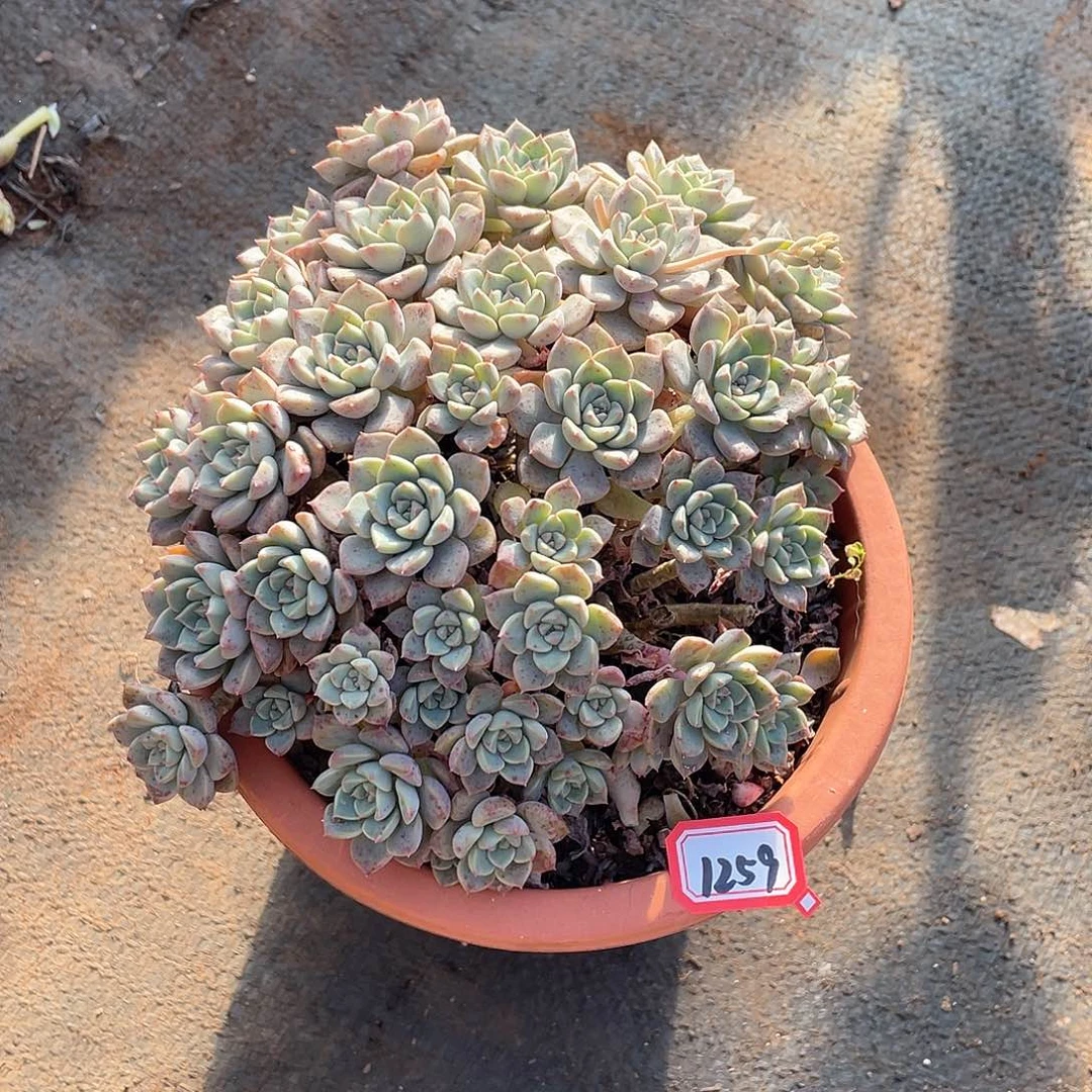 1259粉布偶一物一拍多肉