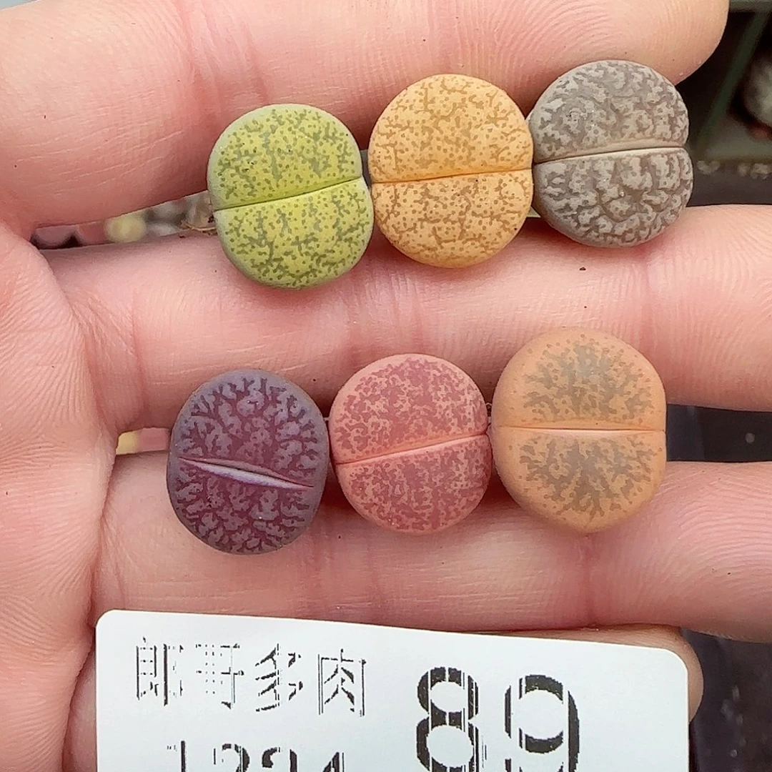 1满满18包邮1224-89
