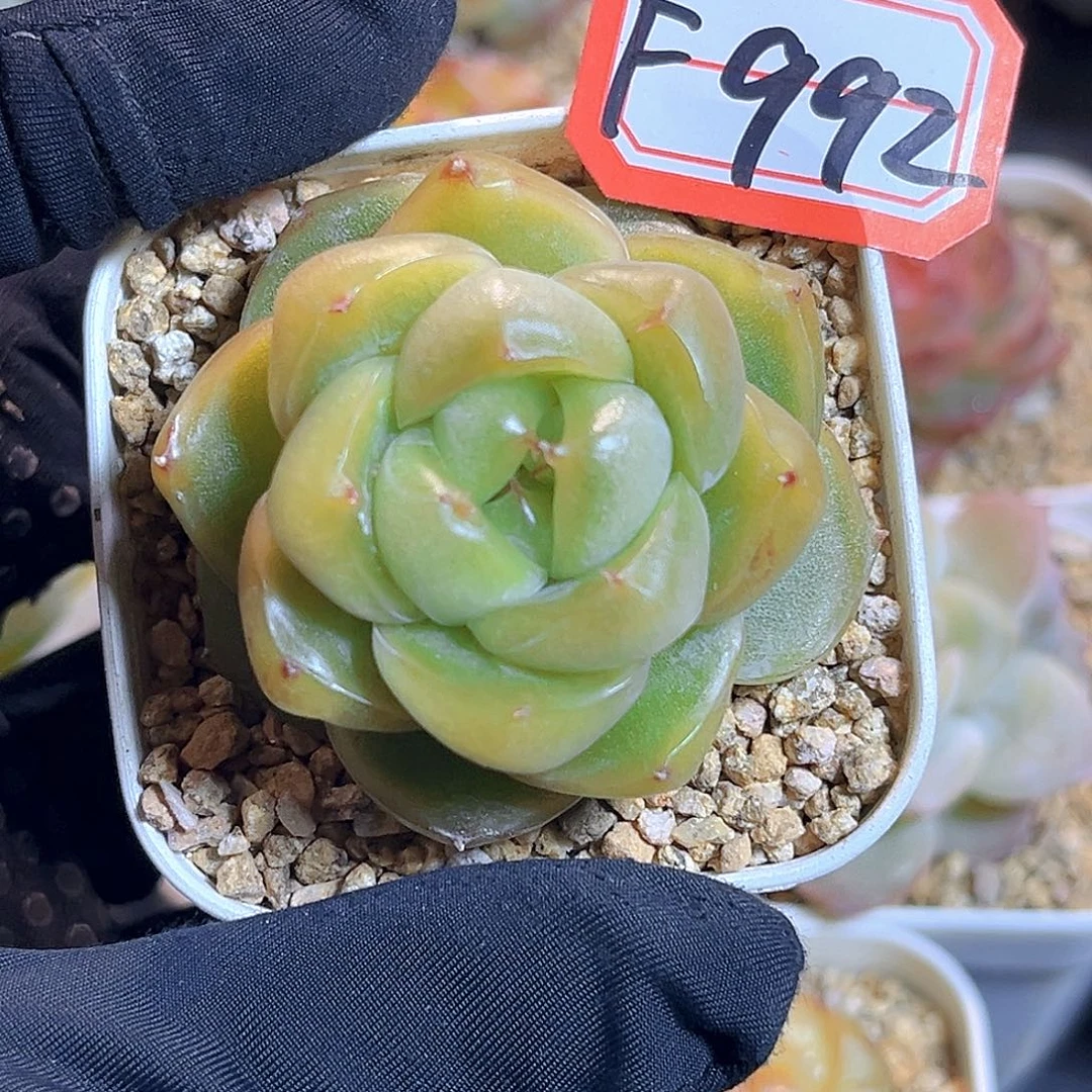 F992一物一拍 祖母绿