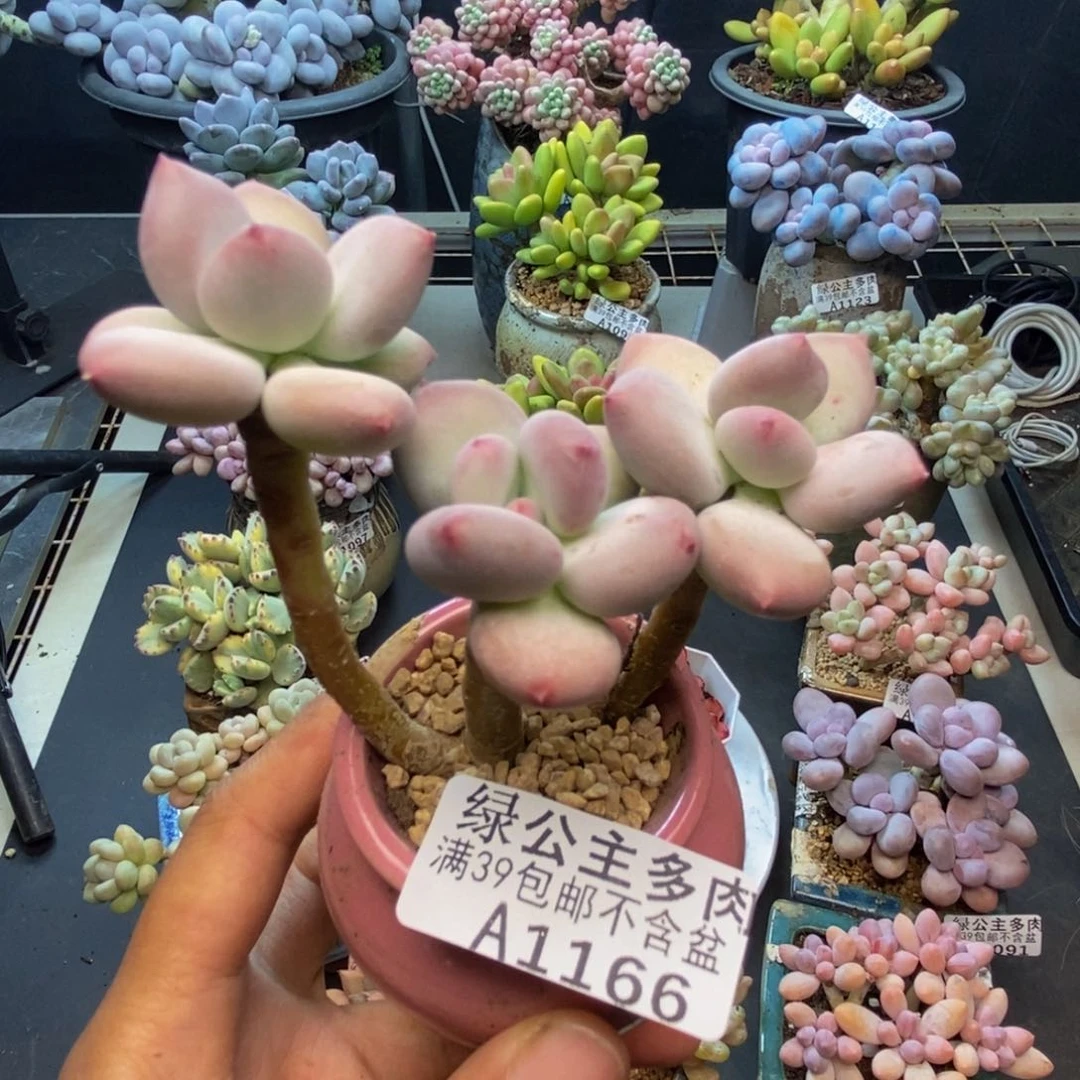 166苹果奶四代多肉7c m