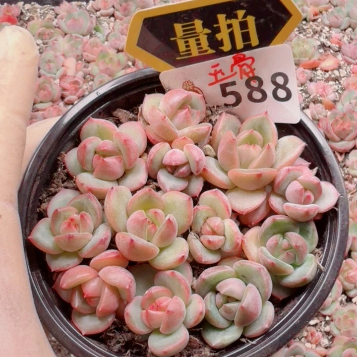 多肉植物多肉植物