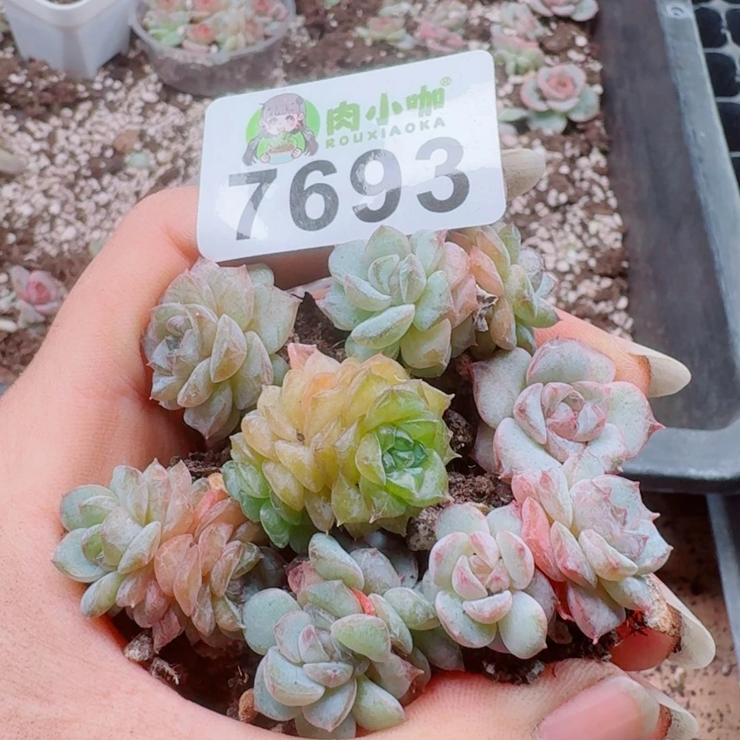 多肉植物多肉植物