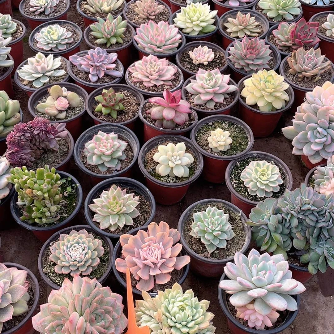 胧***月530号两个一组多肉