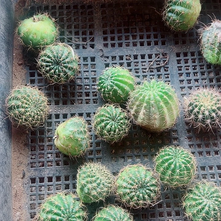丽花侧芽组合十个花色不重复