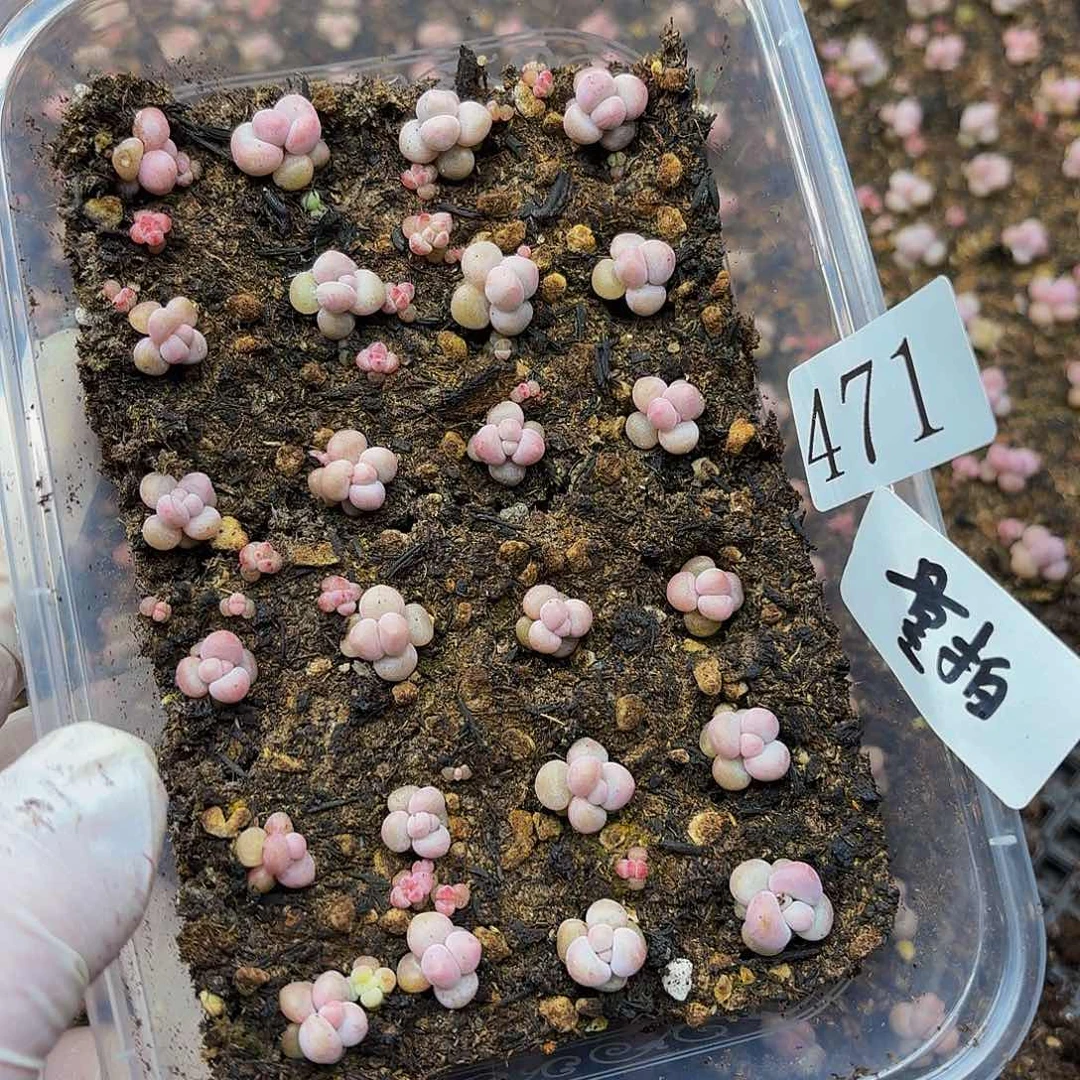 多肉植物多肉植物471量拍