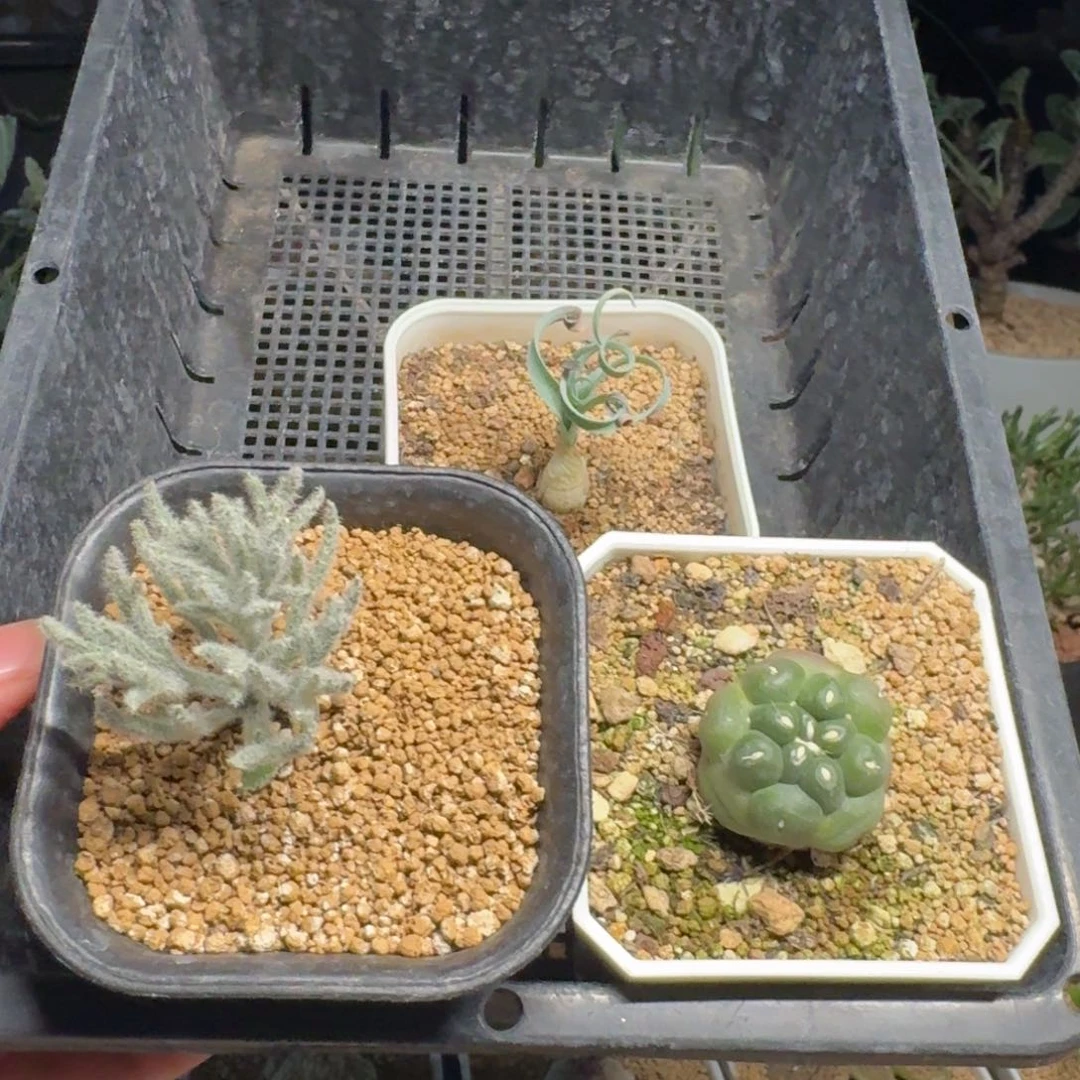 多肉块根福利一物一拍