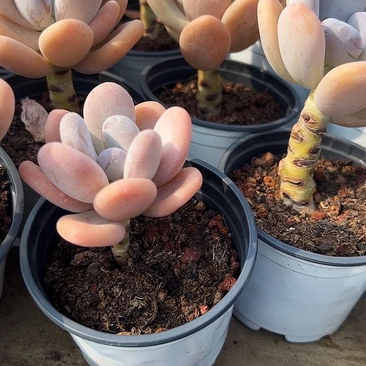 橙雪球         福利多多