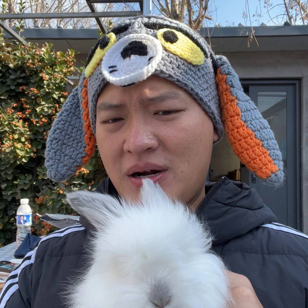 双血统英系安哥拉兔子