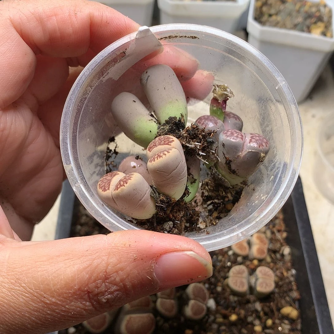 桔*园T368多肉植物保护