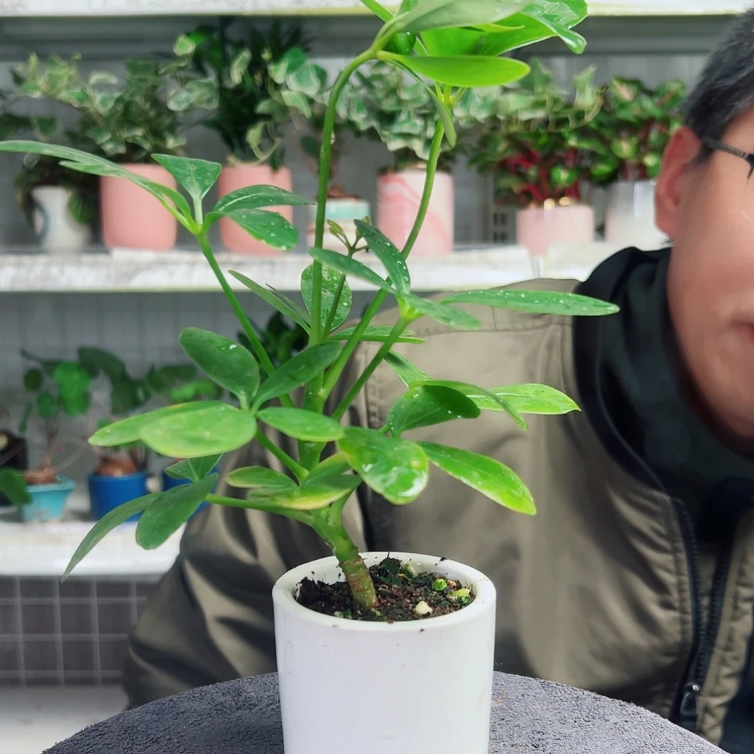 捏***吱无花朵14