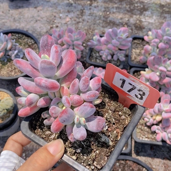 心***行173号福娘锦，7天售后期，4到5天发货
