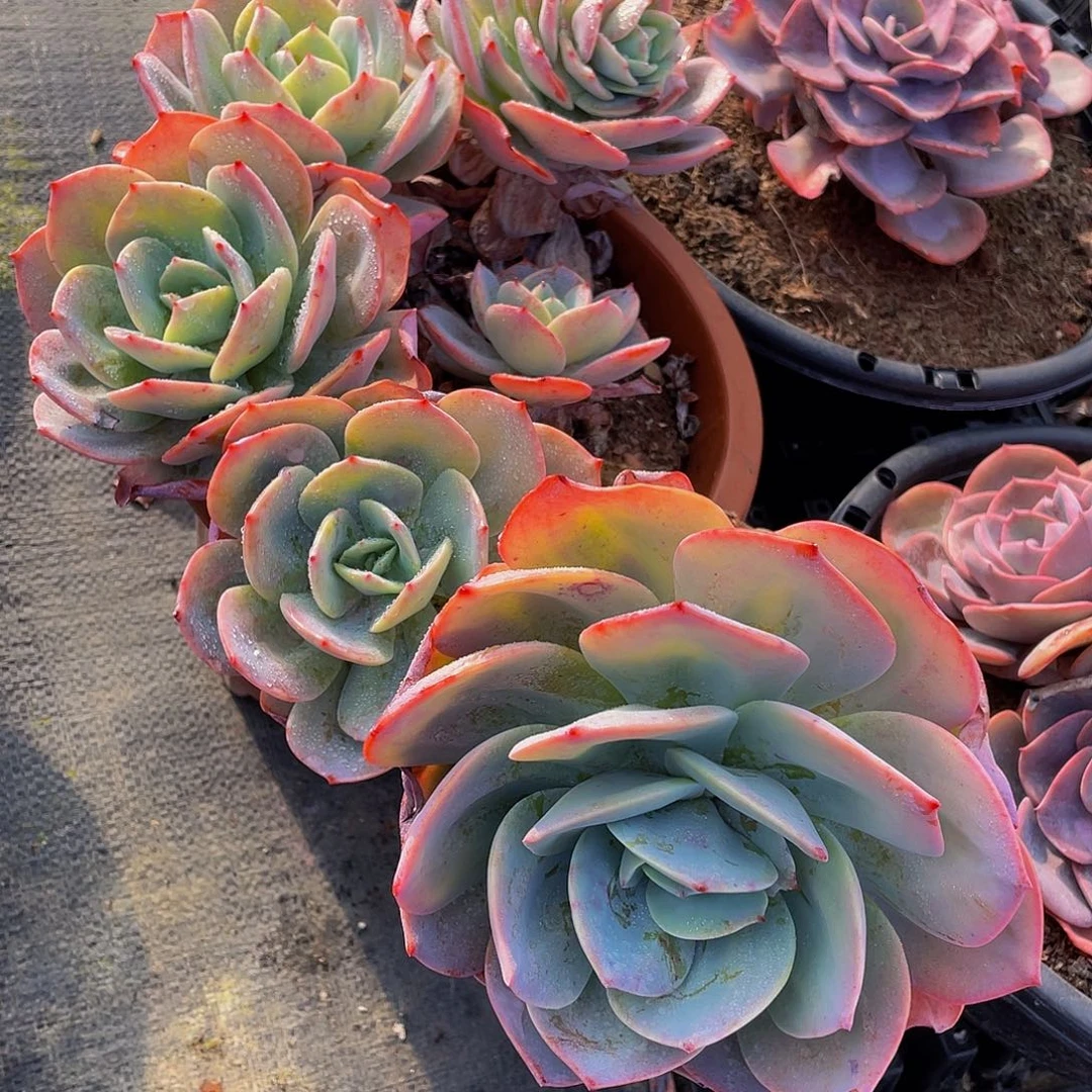 用****8血凤多肉植物