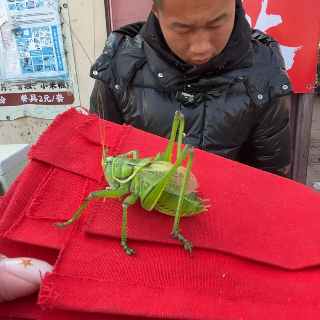 玖***K蝈蝈蝈蝈福福价格