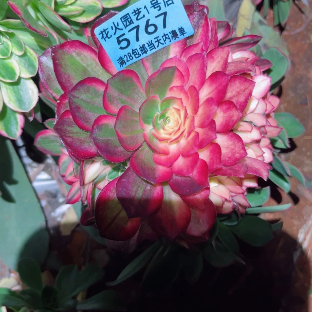 黑魔锦5767多肉植物