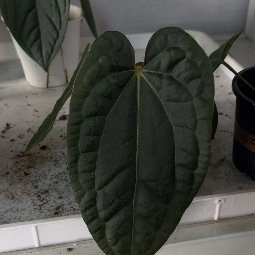 不开花植物奢华杂