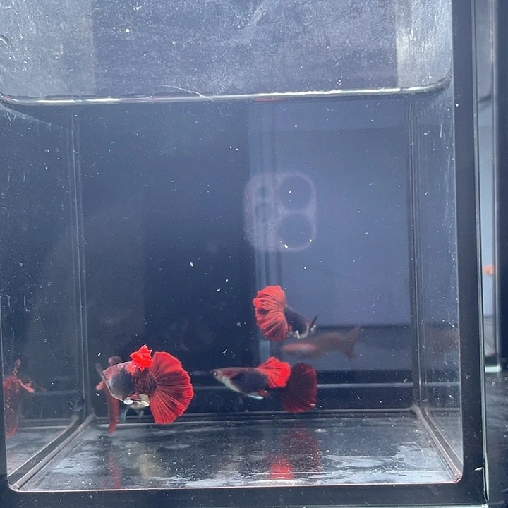 孔雀鱼爆绒小褶扇4条