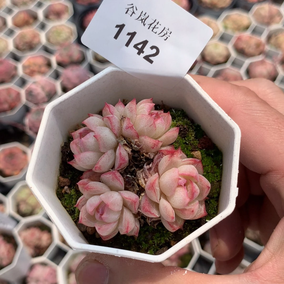 顿*11号上午场，1142一颗