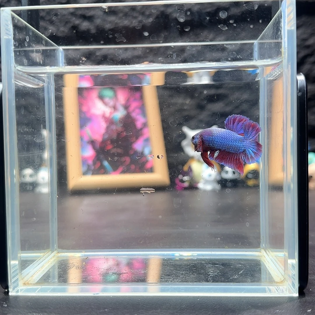 斗鱼电摇大三旗将军