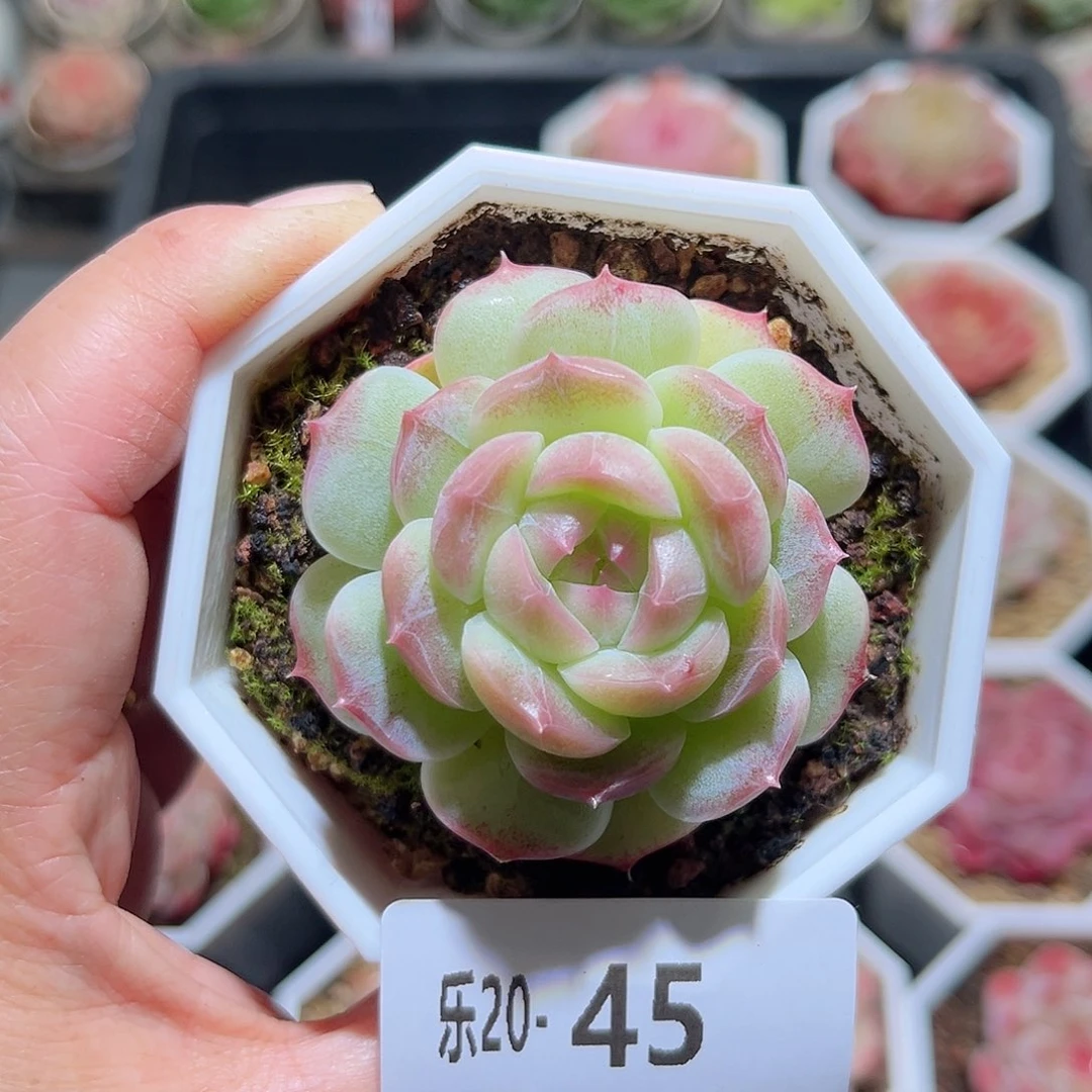 木乐20-45精选溏心