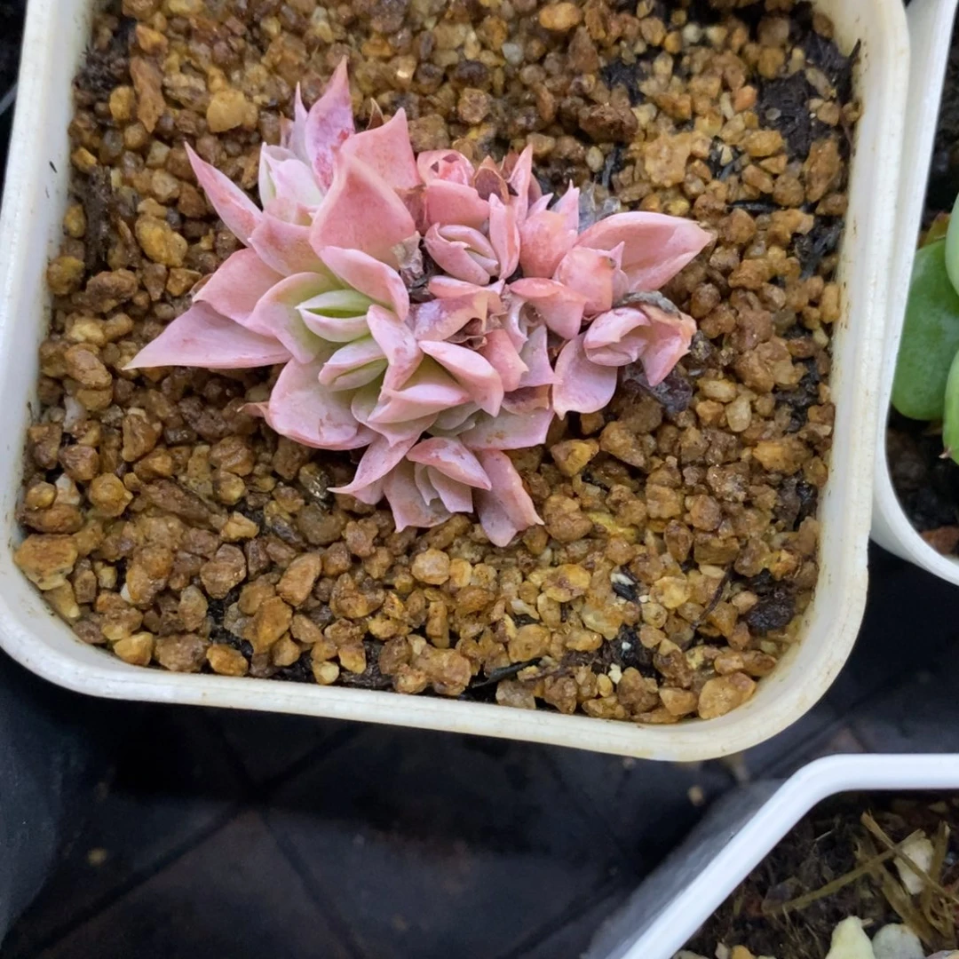 精品多肉一物一拍不包整68