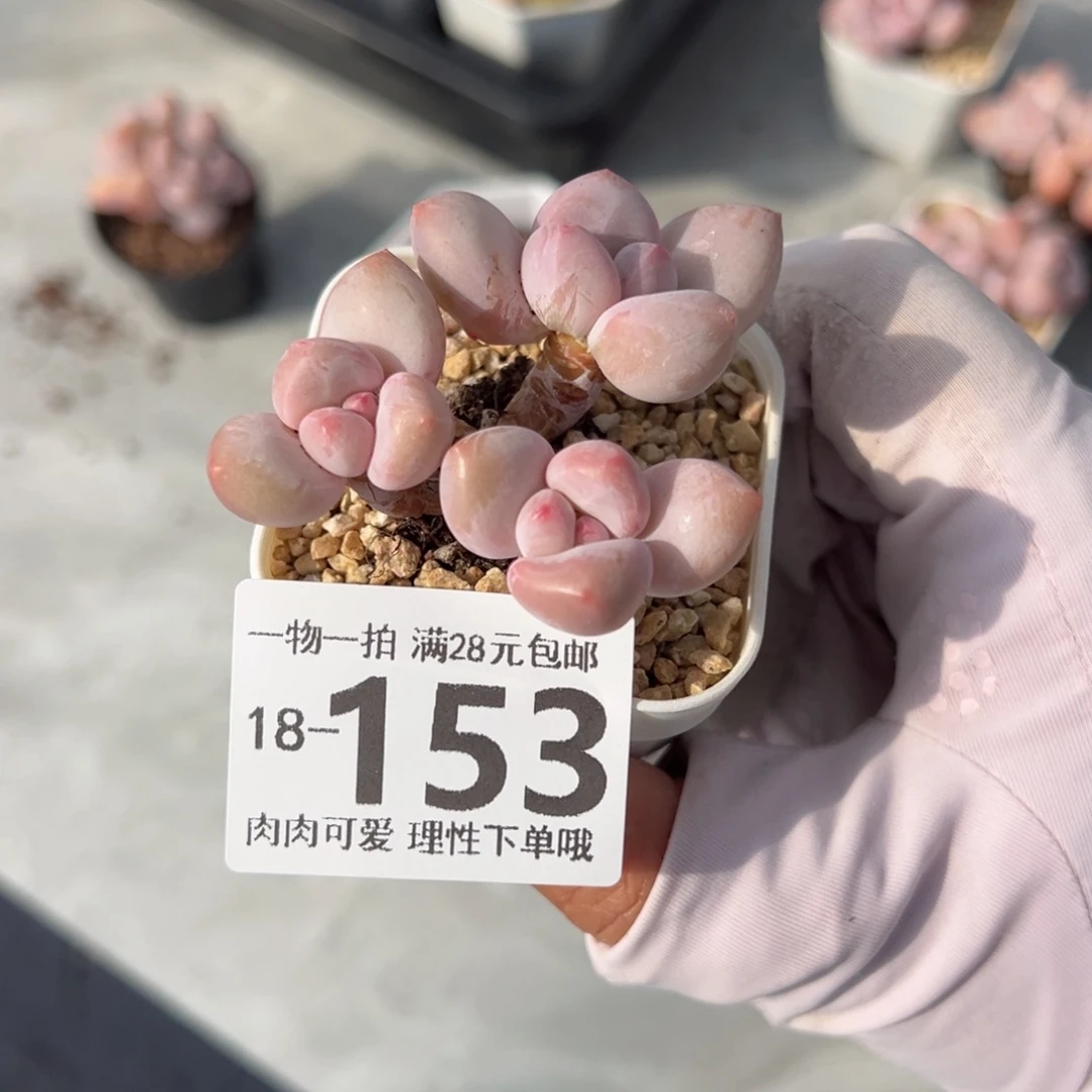 ?****萌香水奶多肉多肉多肉多肉多肉