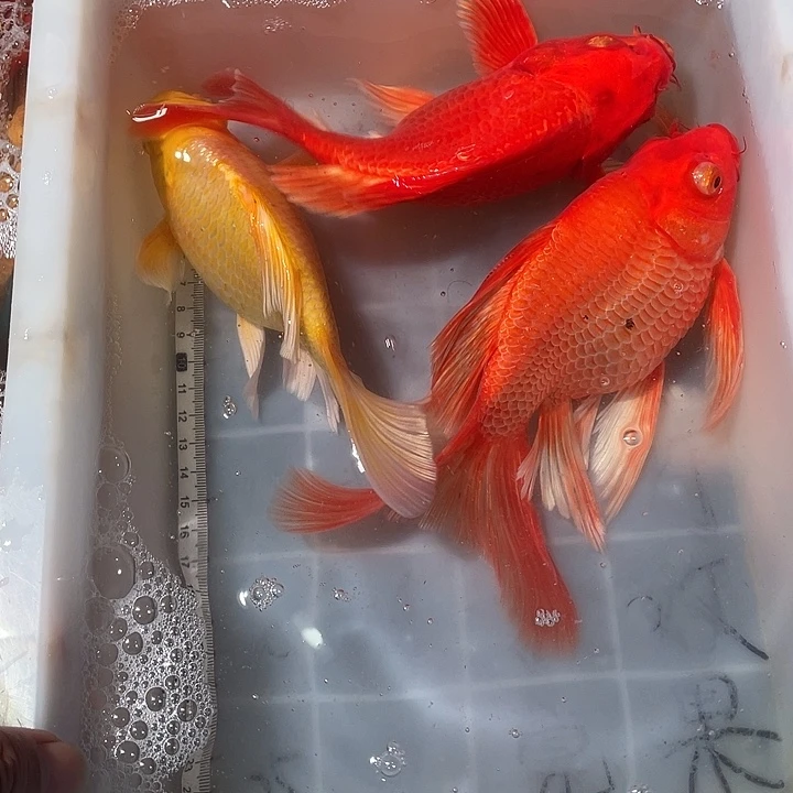 蝴蝶鲤鱼渔场直发102