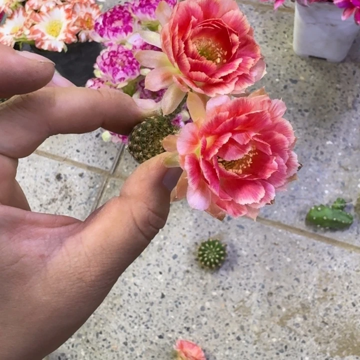 318丽花Rw2歪无根侧牙2公分左右，20包邮