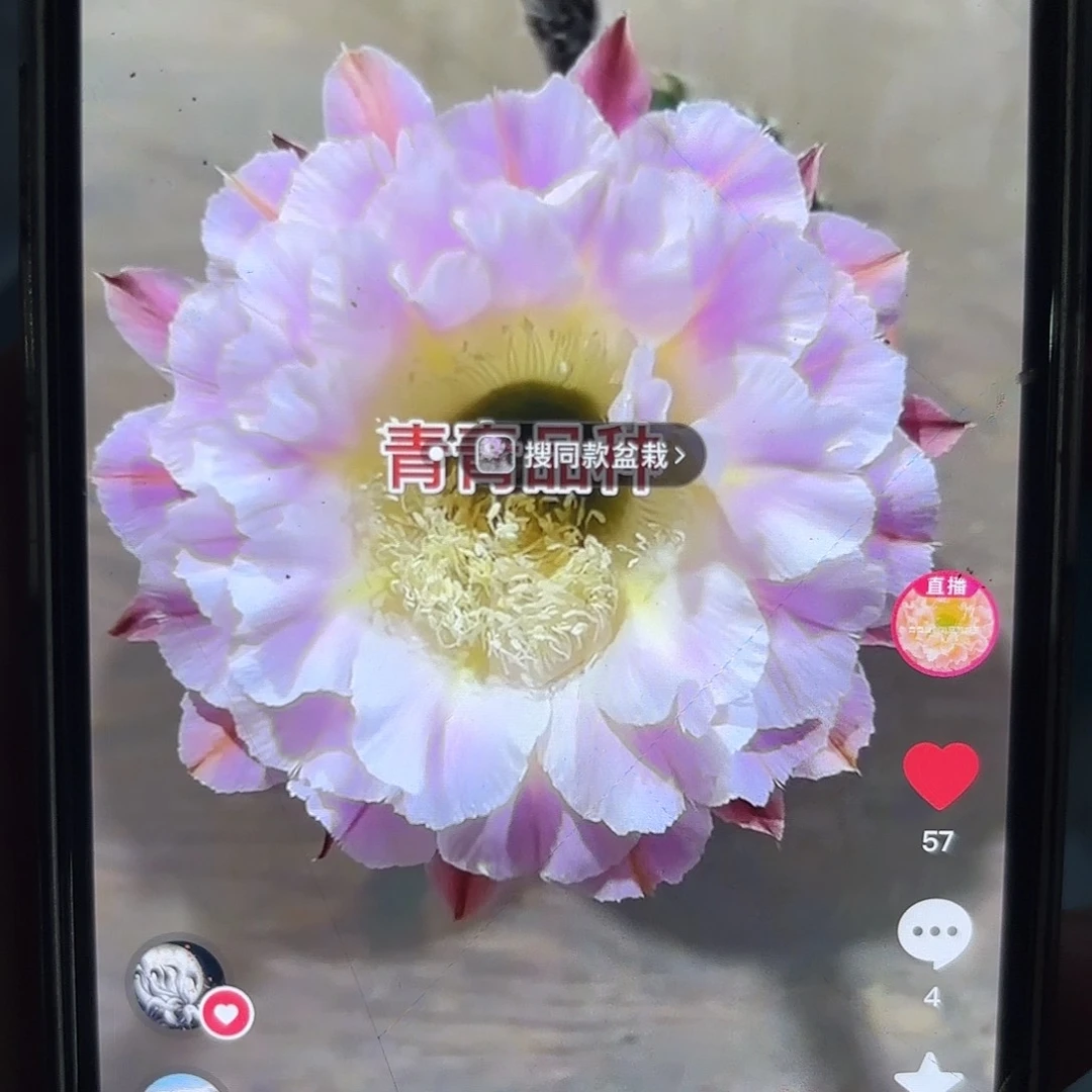 彩草紫霞仙子6公分微瑕