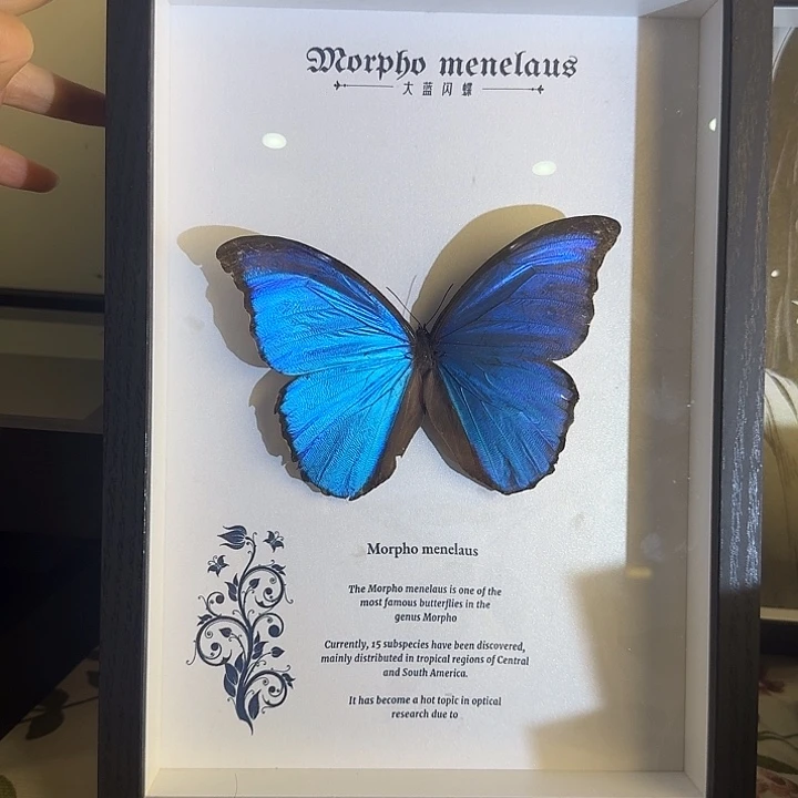 121蝴蝶大闪蝴蝶蝴蝶