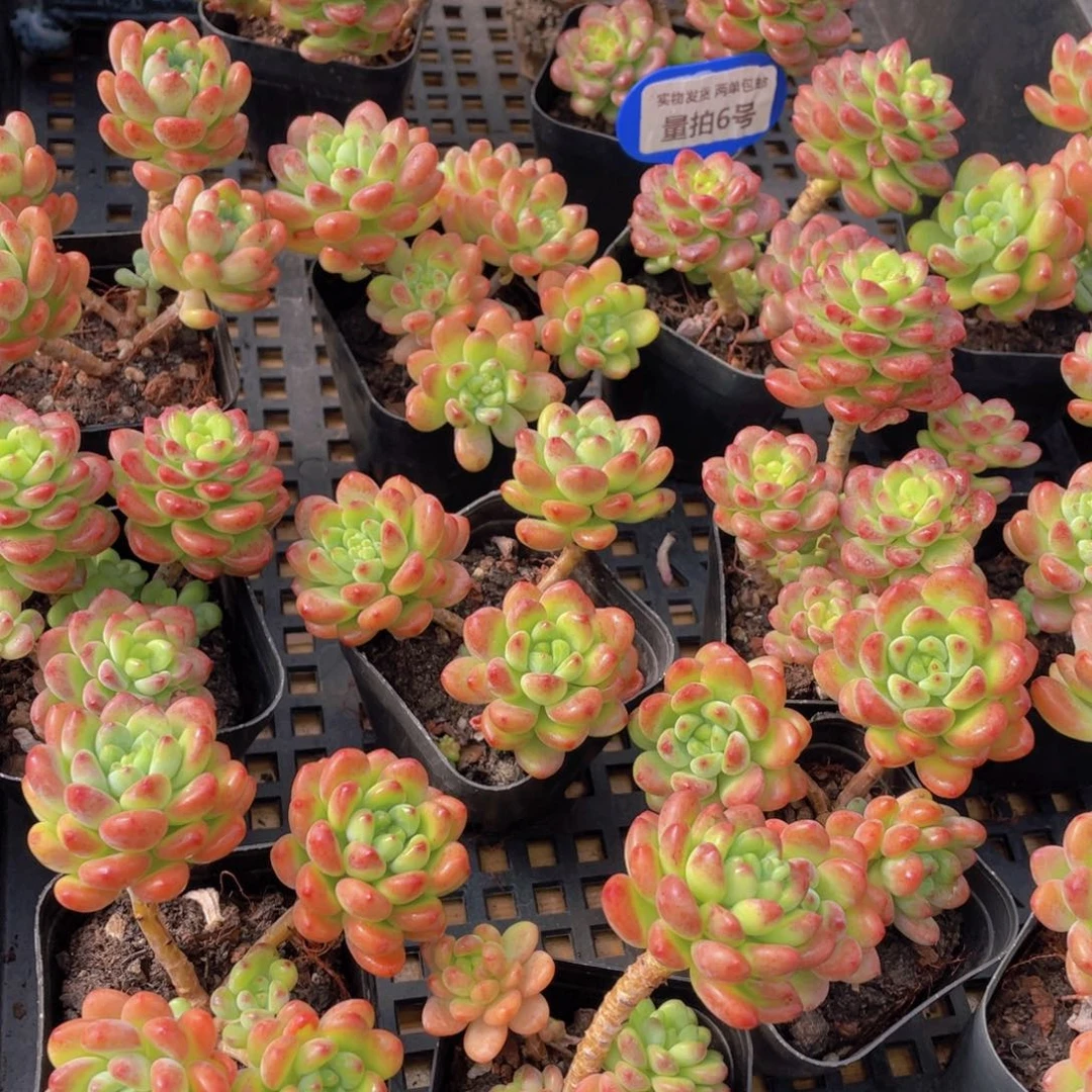 量拍6号 香格里拉群生高腿一个