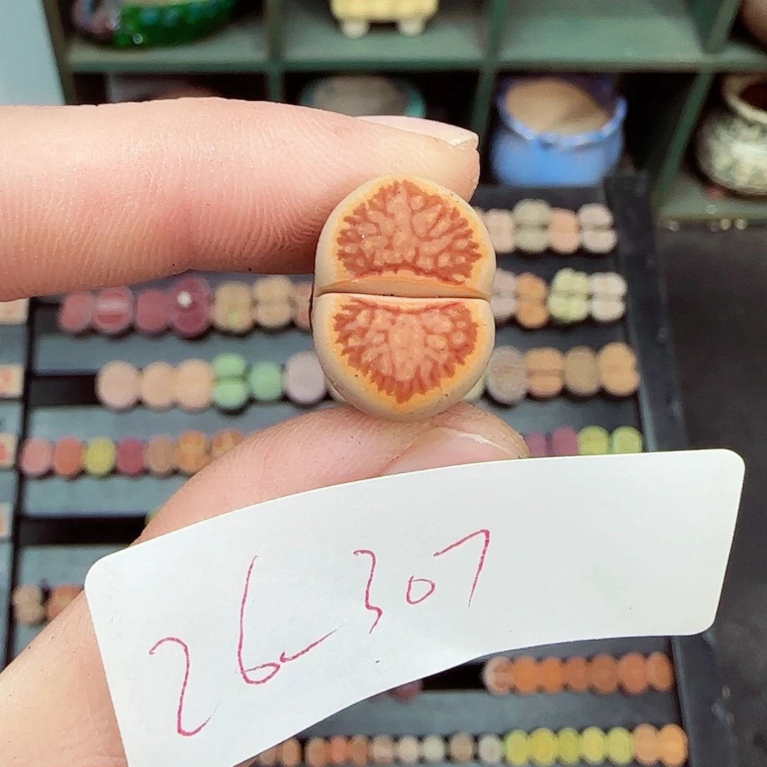 过***驹满满18包邮1126-307