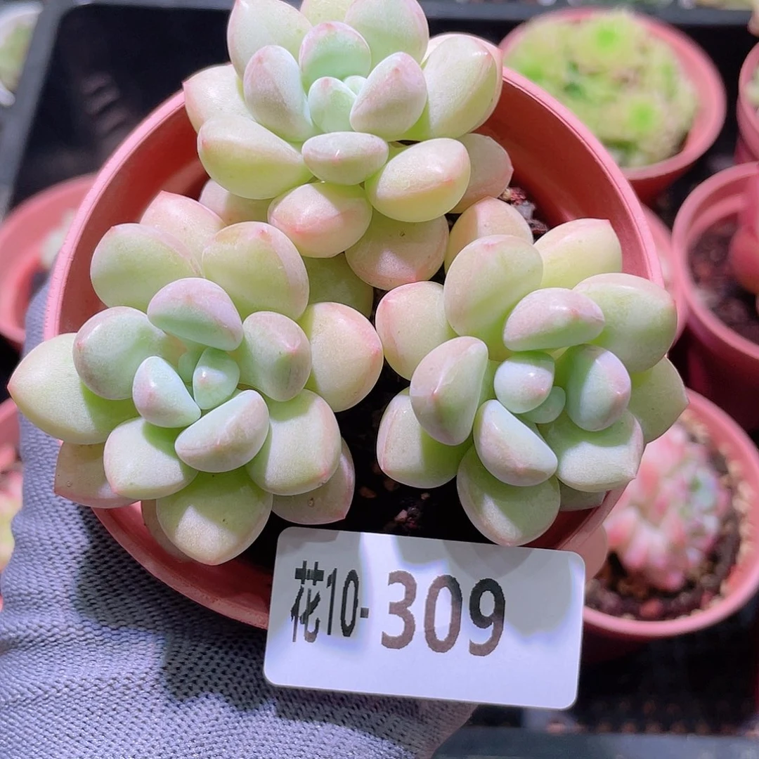 花利美10-309泡泡糖