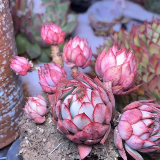 小*多肉植物的植物
