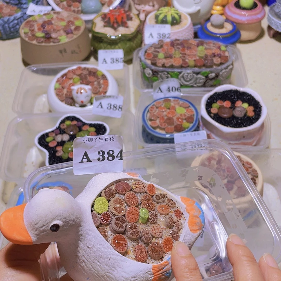 满**喜384生石花生石花生石花