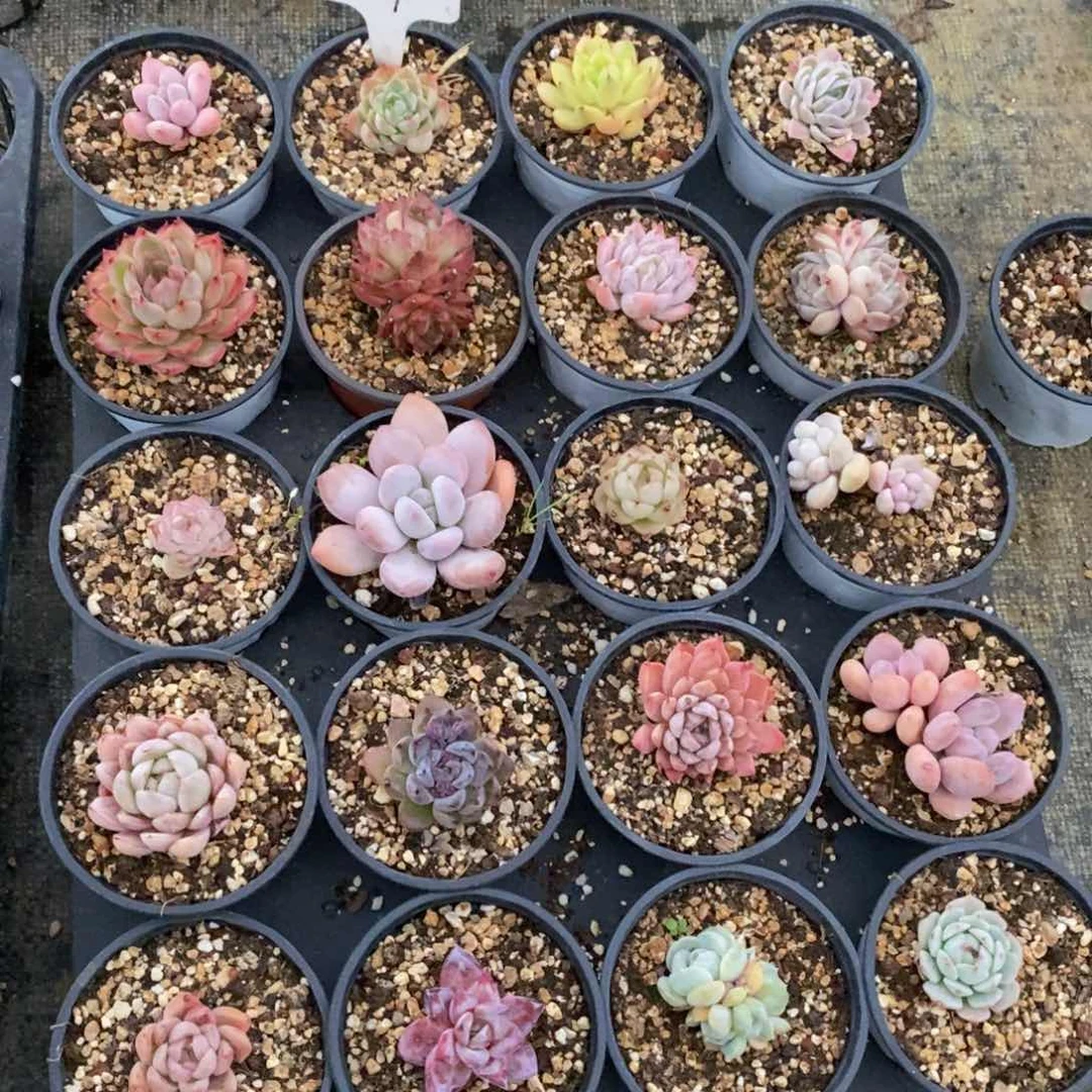 清鹏预祝女神节快乐3月6号-25